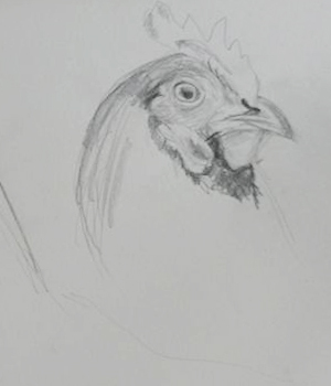 tegninger høns